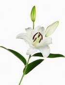 care